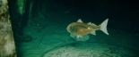 Podwodna pułapka 2: Labirynt śmierci: Ryba, lecz nie rekin.
